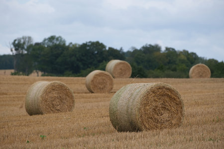 Field with bales of hay in autumnの写真素材