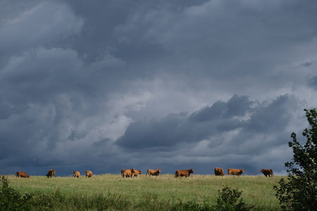A herd of brown cows in a meadow on the horizon. The sky is covered with dark storm clouds.の写真素材