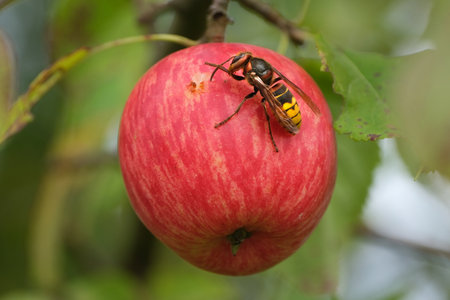 A hornet sits on a red apple in the orchardの写真素材