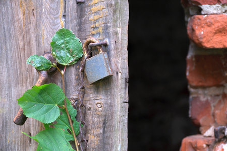 The door of an abandoned brick barn is ajar. A metal padlock and doorknob rest on the wooden door.の写真素材