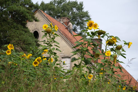 Blooming sunflowers in garden in village. Silhouette of man repairs the roof tiles in background.の写真素材