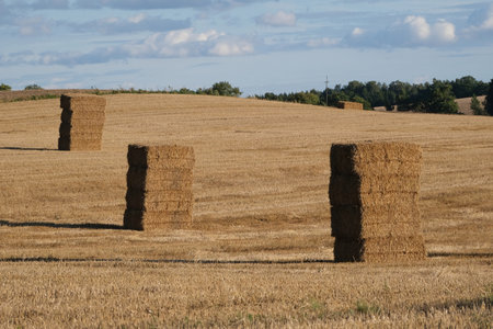 Big haystacks made of rectangular hay bales looking like a rock placed in fields in evening sun.