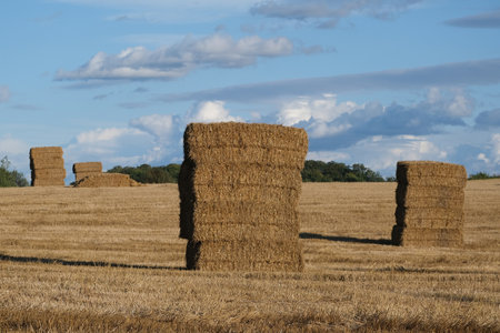Big haystacks made of rectangular hay bales looking like an Australian rock placed in fields in evening sun.の写真素材