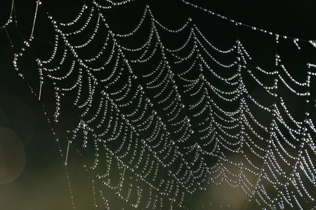 Close-up of a spiderweb with dew drops