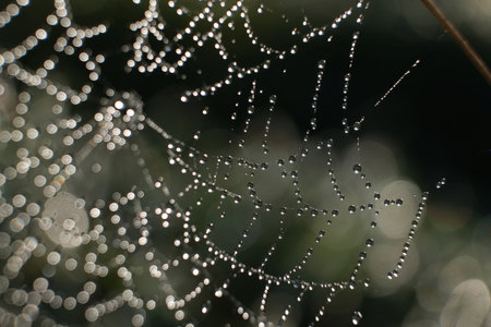 Close-up of a spiderweb with dew drops on meadow