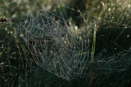 Close-up of a spiderweb with dew drops on meadow