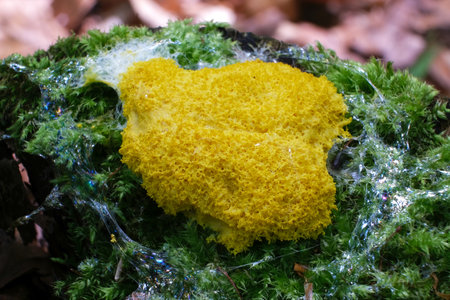 Amazing colorful slime mold Fuligo septica - slime molds are interesting organisms between mushrooms...