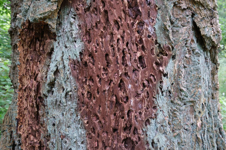 Close up of tree with evidence of damage, most likely caused by wood-boring insects, bark beetles