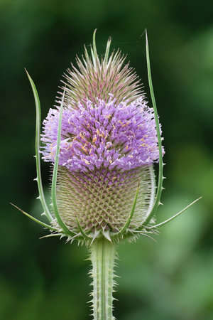 Close up of inflorescence of a wild teasel, Dipsacus fullonum. It is a medicinal plant.の写真素材