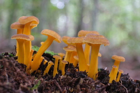 Group of young Craterellus tubaeformis (formerly Cantharellus tubaeformis) is an edible fungus, also...