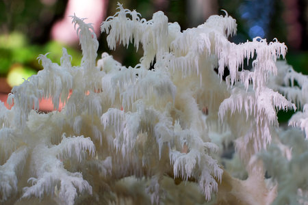 A beautiful unusual mushroom that looks like a coral - Hericium coralloides, commonly known ascoral...