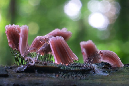 Amazing slime mold Stemonitis fusca - slime molds are interesting organisms between mushrooms and...
