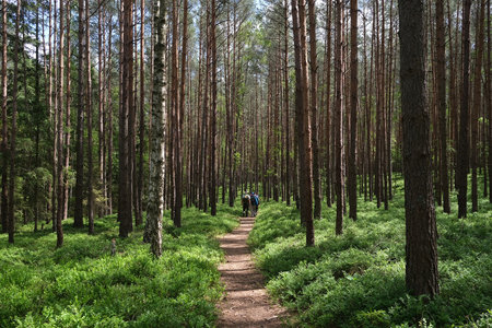 Group of hiking people on path in pine forest in Tuchola Forest in summer time, Poland