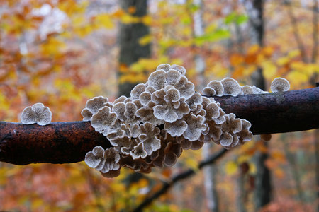 Close up of group of mushrooms Plicaturopsis crispa (crimped gill or crispling) on branch in forestの写真素材