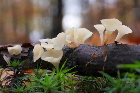 Group of little mushrooms Hymenoscyphus gray (commonly known as the gray jelly drops or gray goblet) in forestの写真素材