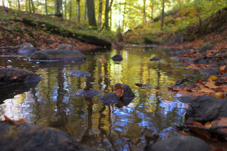 Autumn scenery of river in forest with beautiful reflections of trees in water. Reknica river, Kashubia, Polandの写真素材