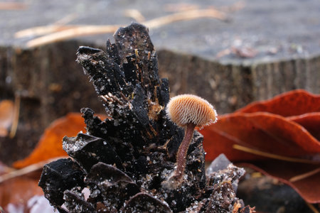 Little mushroom Auriscalpium vulgare (Earpick fungus, Pinecone mushroom, Cone tooth, Pinecone tooth mushroom) growing on cone in mushroomの写真素材