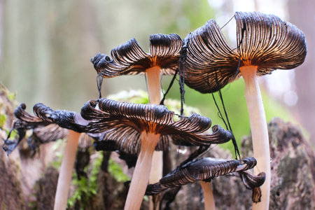 Close up of group of mushrooms Parasola auricoma (goldenhaired inkcap, umbrella mushroom) in forestの写真素材