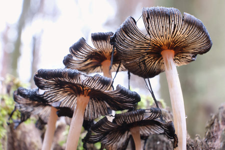 Close up of group of mushrooms Parasola auricoma (goldenhaired inkcap, umbrella mushroom) in forestの写真素材
