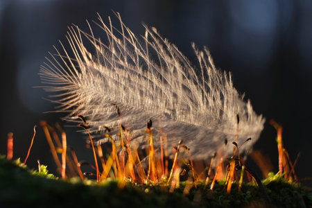 Amazing little white feather lies on the moss in the forest lit by the setting sunの写真素材