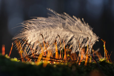 Amazing little white bird feather lies on the moss in the forest lit by the setting sunの写真素材