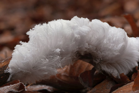 An unusual natural phenomenon - mysterious hair ice on wood looks like angle hair. The fungus Exidiopsis effusa is responsible for this crystallization process.の写真素材