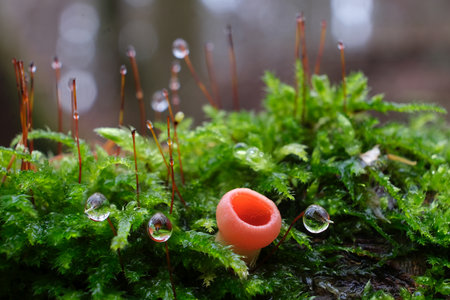 Winter and spring edible mushroom - Sarcoscypha austriaca or Sarcoscypha coccinea with dew drops on moss in forestの写真素材