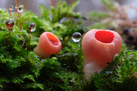 Winter and spring edible mushroom - Sarcoscypha austriaca or Sarcoscypha coccinea with dew drops on moss in forestの写真素材