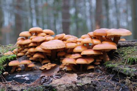 Forest mushrooms - winter edible mushroom Flammulina velutipes also known as velvet shank. In Asian cuisine, it is known as enoki.の写真素材