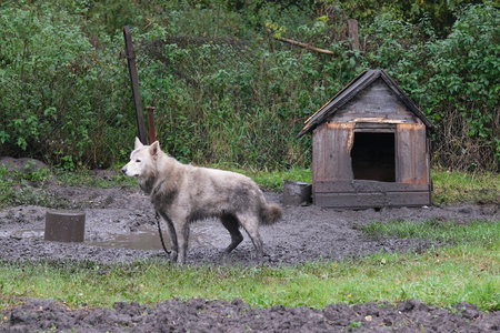 A large, dirty dog on a chain near a kennel in the countryside