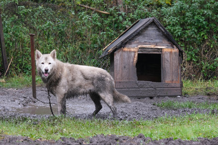 A large, dirty dog on a chain near a kennel in the countryside
