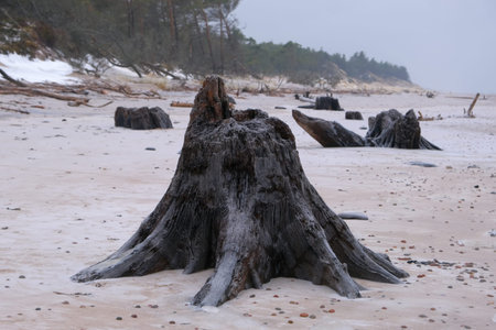 Flooded forest with trunks of ancient trees (3000 years old) on the beach near Czolpino, Baltic Sea, West Pomeranian Voivodeship, Poland.の写真素材