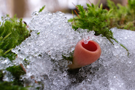 Spring edible mushroom - Sarcoscypha austriaca or Sarcoscypha coccinea in snow in forestの写真素材