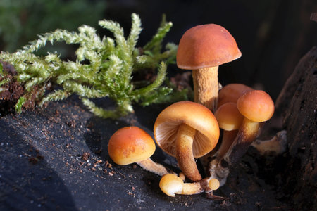 Forest mushrooms - winter edible mushroom Flammulina velutipes also known as velvet shank. In Asian...