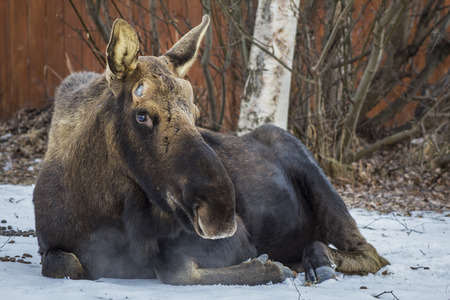 Close up of bull moose lying in snow.の写真素材