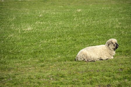 Grazing sheep in the meadowの写真素材