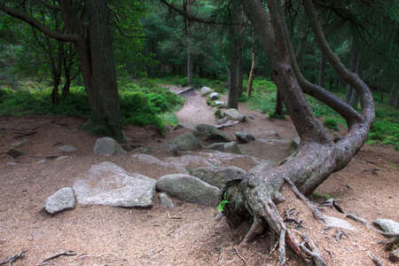 Hiking trail in the forest. Woods in Cairngorms, Aberdeenshire, Scotland, UKの写真素材