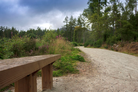 Hiking trail in the forest. Woods in Cairngorms, Aberdeenshire, Scotland, UKの写真素材