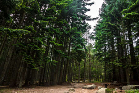 Hiking trail in the forest. Woods in Cairngorms, Aberdeenshire, Scotland, UKの写真素材
