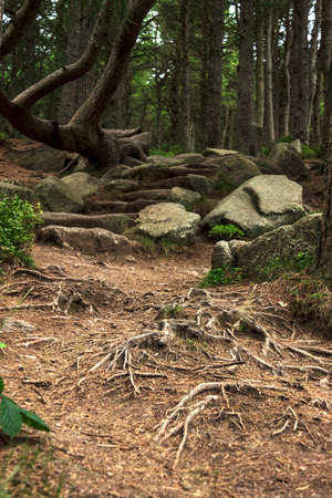 Hiking trail in the forest. Woods in Cairngorms, Aberdeenshire, Scotland, UKの写真素材