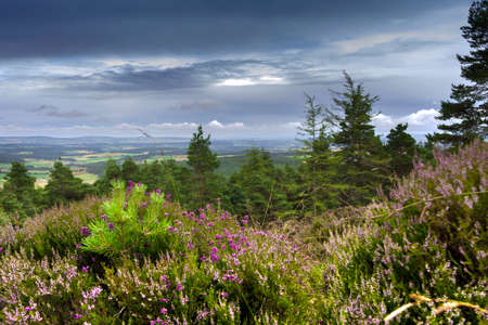 Cairngorms National Park, Aberdeenshire, Scotland, UK. Hiking trail in Cairngorms.の写真素材