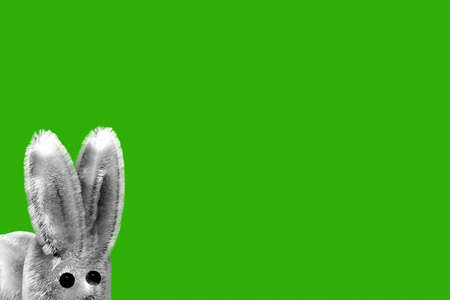 Easter bunny isolated on green background. 3D render illustration.の写真素材