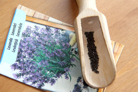 Lavender seeds in a wooden spoon on a table. Gardening concept.の写真素材