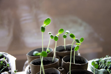 Dahlia Zinnia seedlings. Sprout growing from the ground.の写真素材