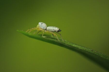 white spider on grass