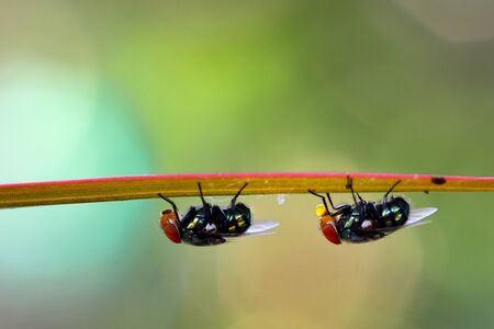flies on leaf