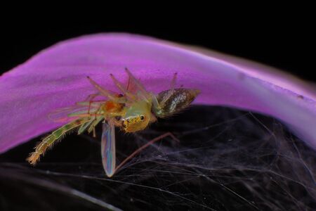 spider eat bugの写真素材