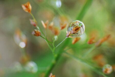 water dew on flowers