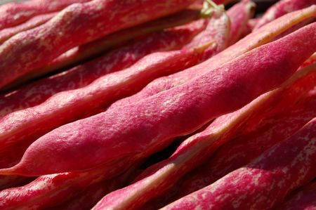 Close up of borlotti bean pods drying shortly after being pickedの写真素材
