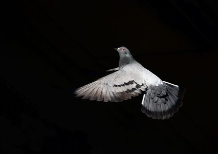 Pigeon in flight against a black backgroundの写真素材